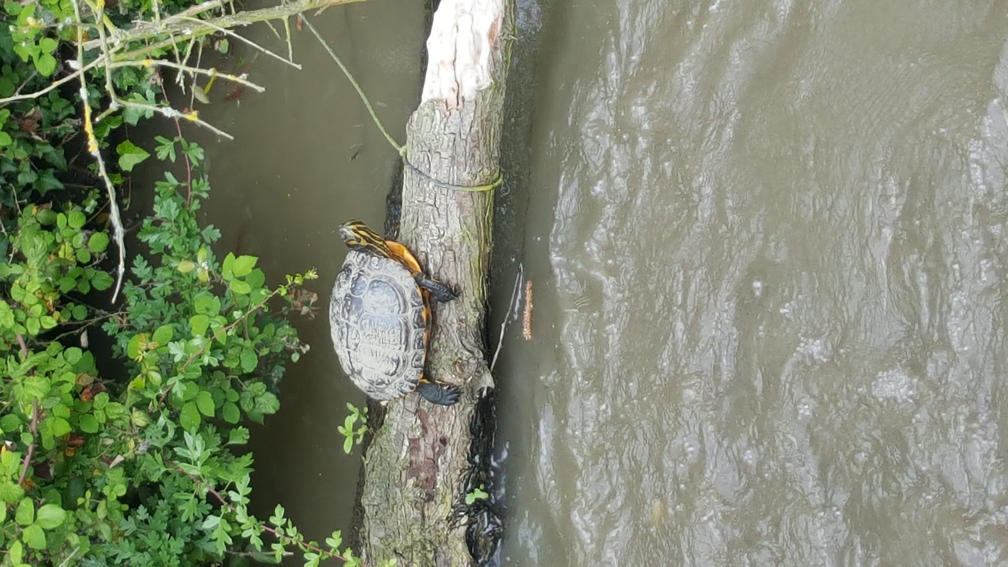 Turtles on the Ashby Canal