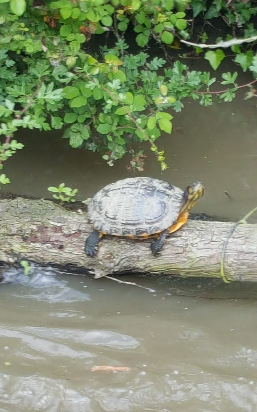 The Terrapin on Ashby Canal